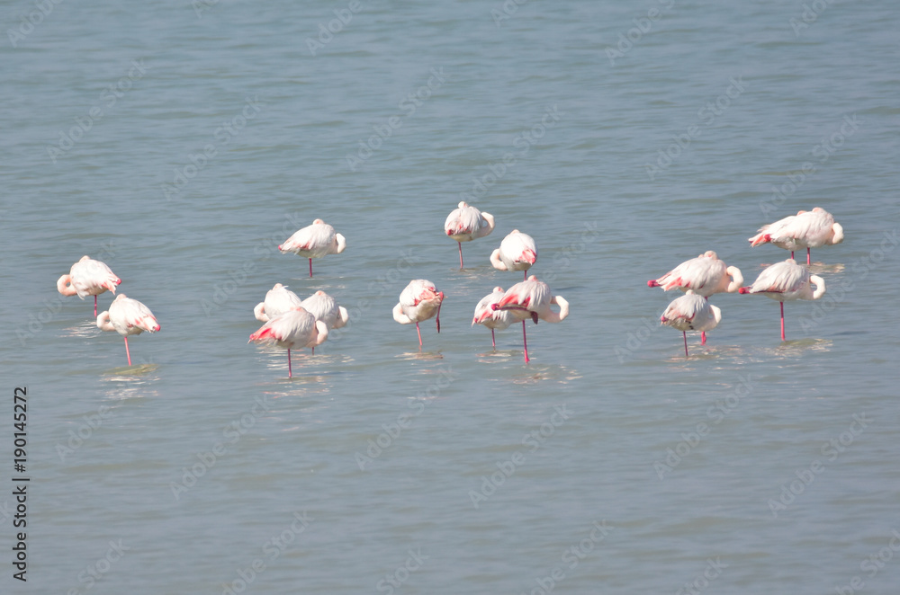 Greater Flamingo 