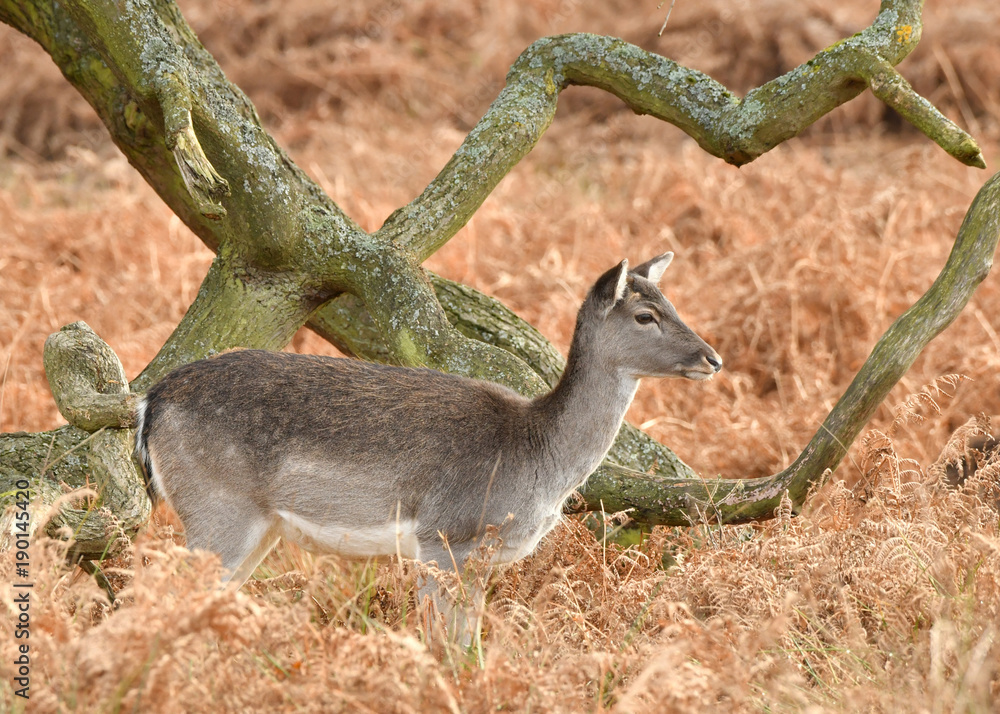 Fallow deer