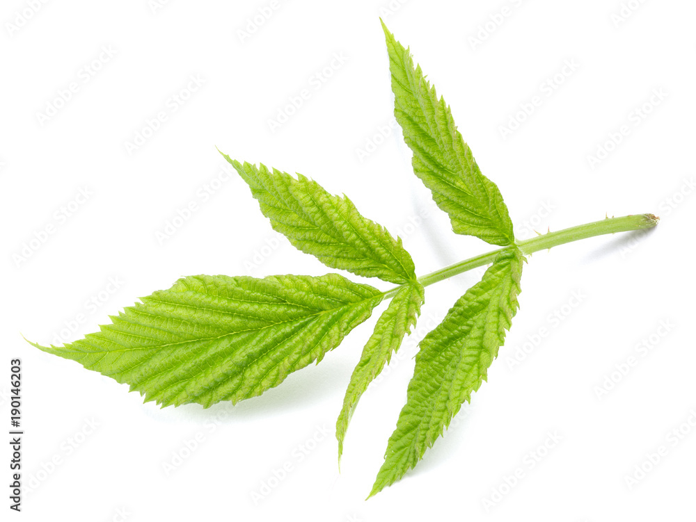 leaf isolated on white leaf isolated on white