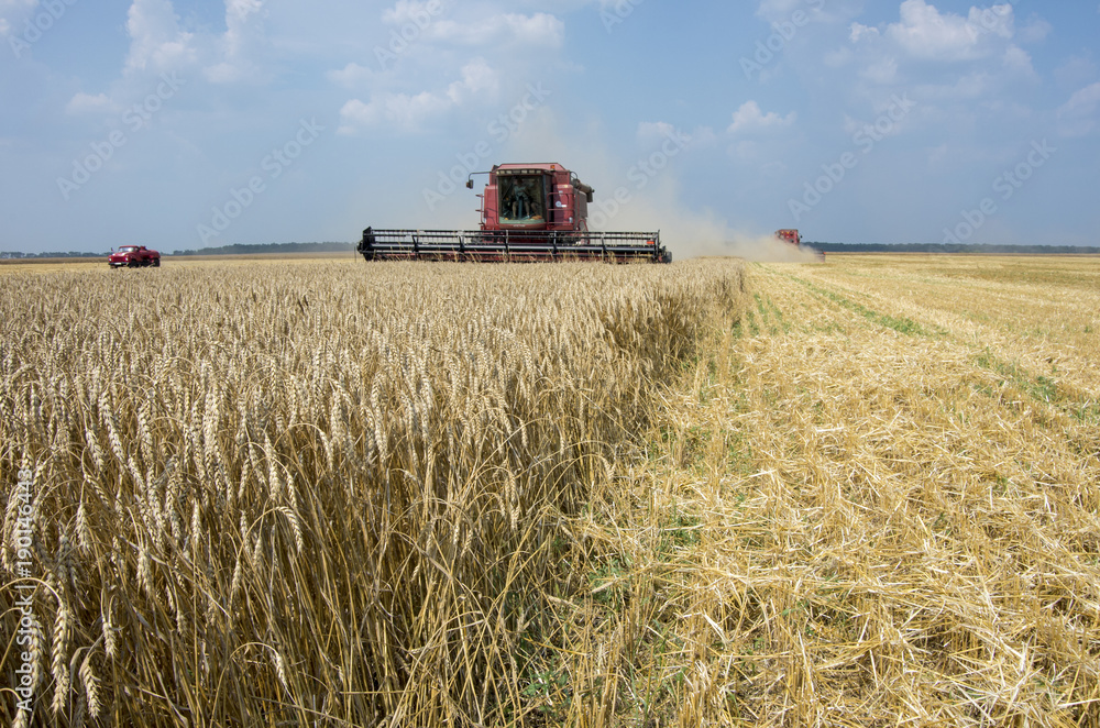 Fototapeta premium harvesting on a field of wheat