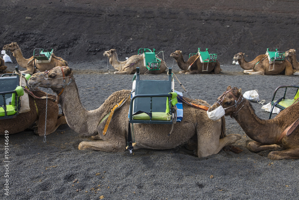 Fototapeta premium Camel Rides at Timanfaya National Park in Lanzarote, Spain.