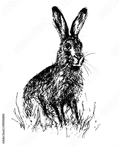Hare