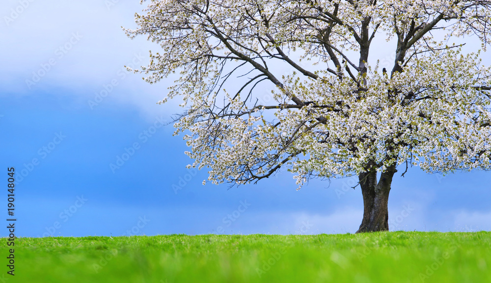 Spring blossom cherry tree. Blue sky green grass Spring blossom cherry tree. Blue sky green grass