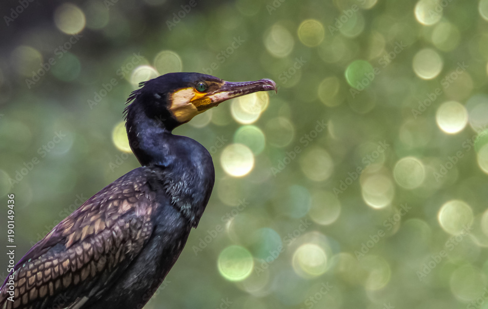 Obraz premium water bird