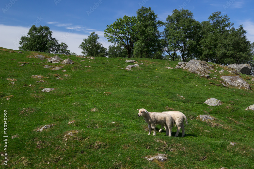 Fototapeta premium Sheep on the beautiful pasture in Norway.