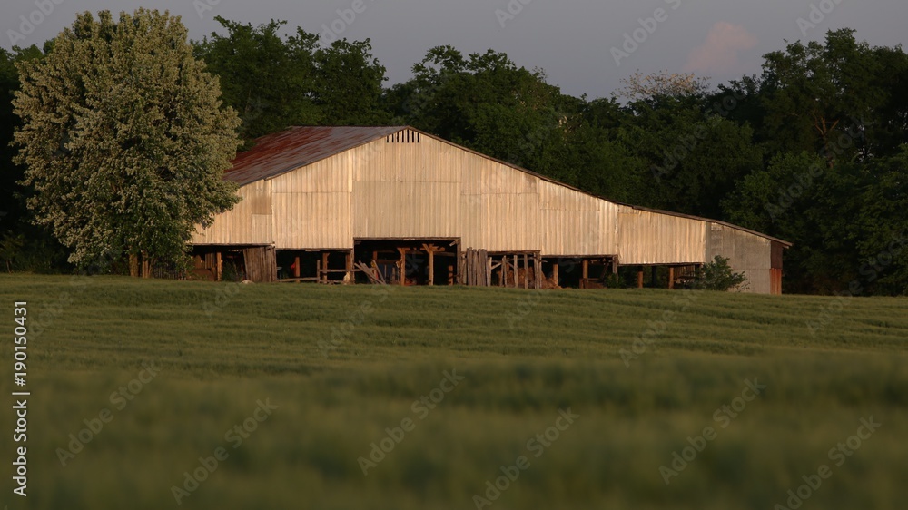 Barn in the Summertime with Tall Grass