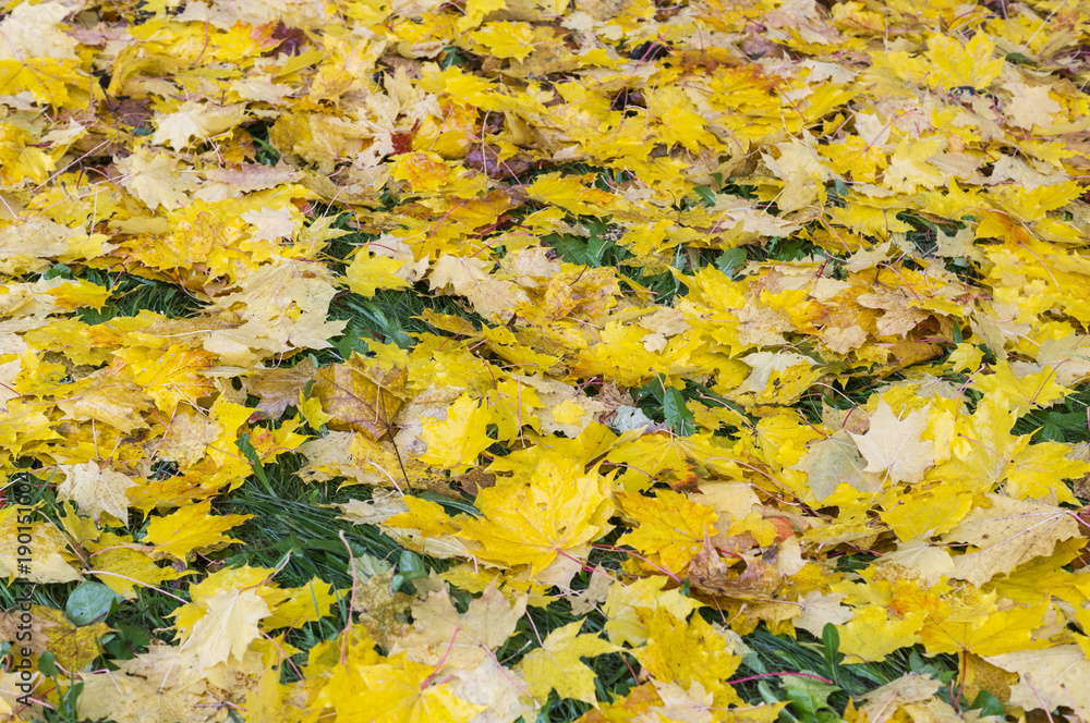 wet autumn leaves texture. background, nature. wet autumn leaves texture. background, nature.