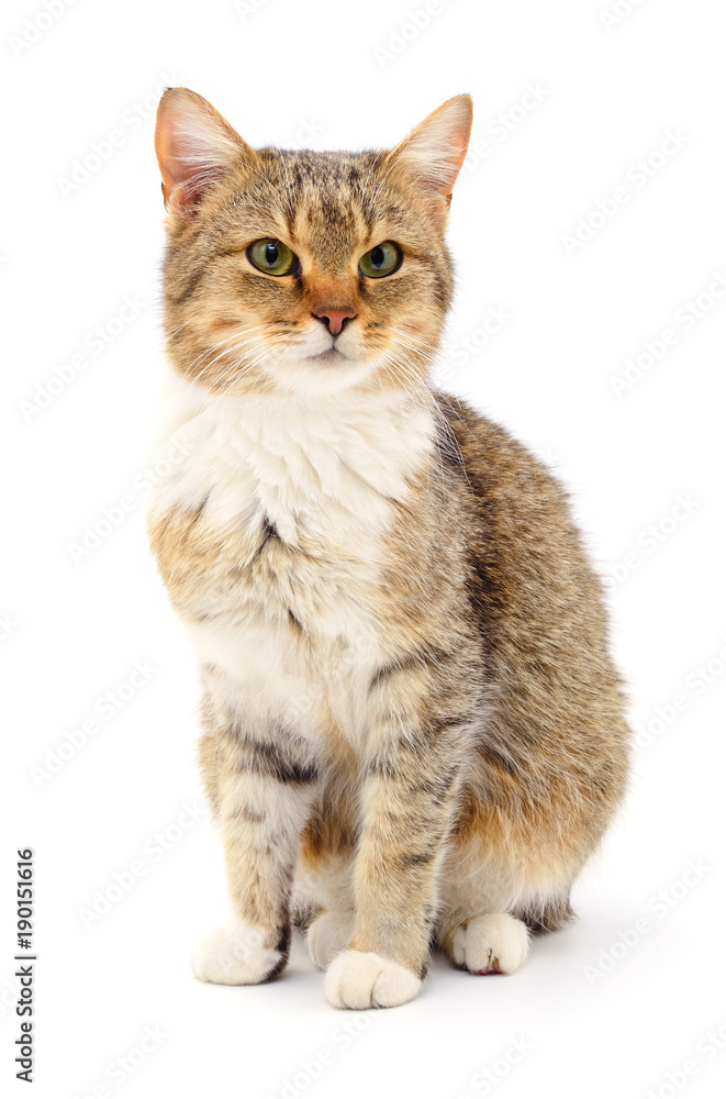 Obraz premium Kitten on white background.