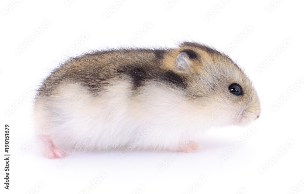 Small domestic hamster. Small domestic hamster.