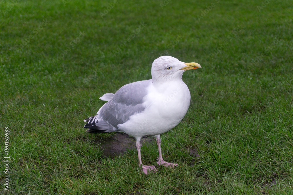 Möwe Möwe