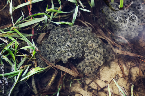 Foto Frogspawn sitting on top of a pond