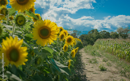 Sunflowers