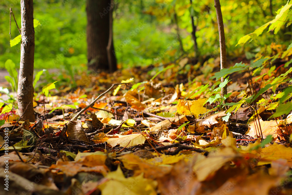 Autumn leaves on the ground. Moscow park Autumn leaves on the ground. Moscow park