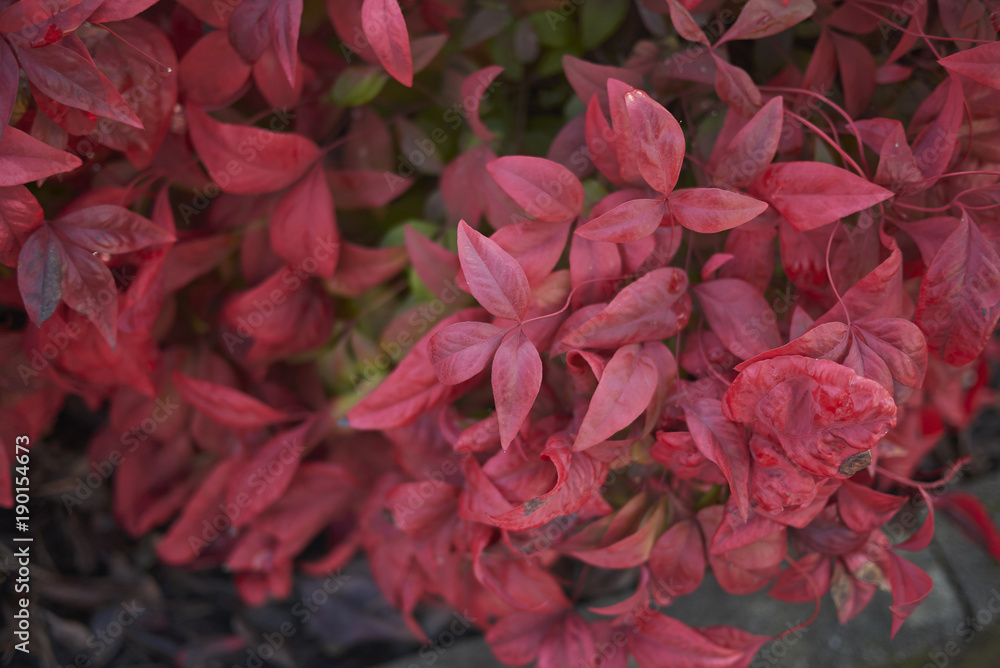 Dwarf nandina domestica Dwarf nandina domestica