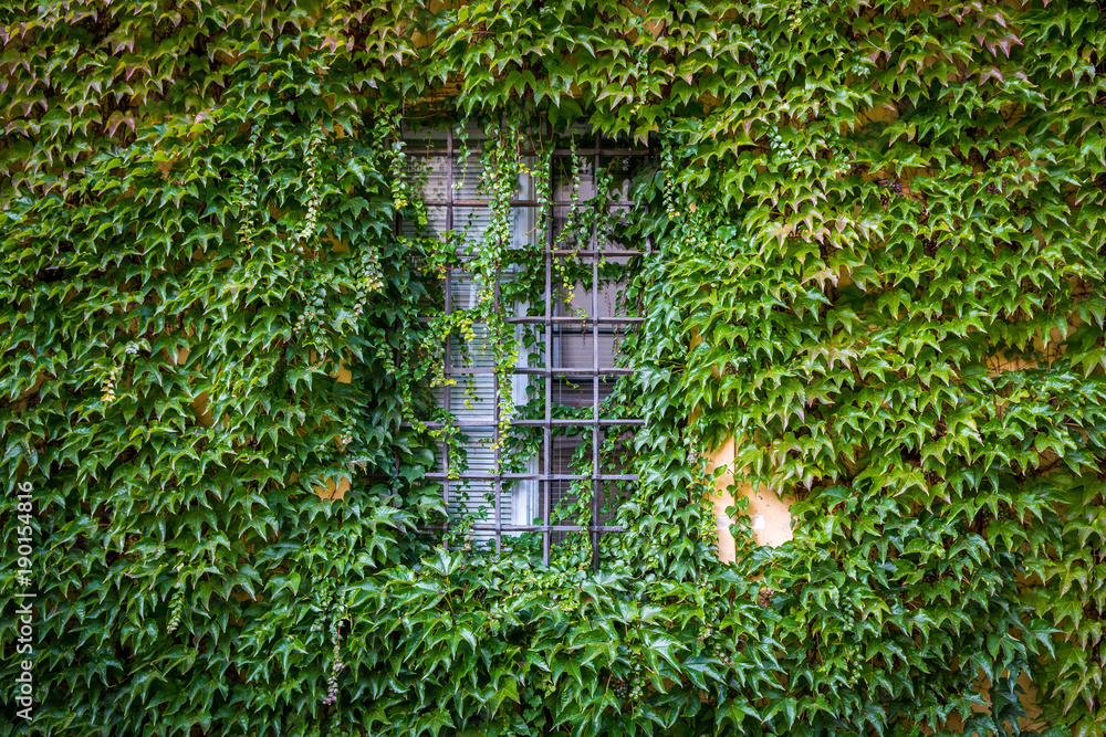 A window beautifully encased in vibrant vines. A window beautifully encased in vibrant vines.