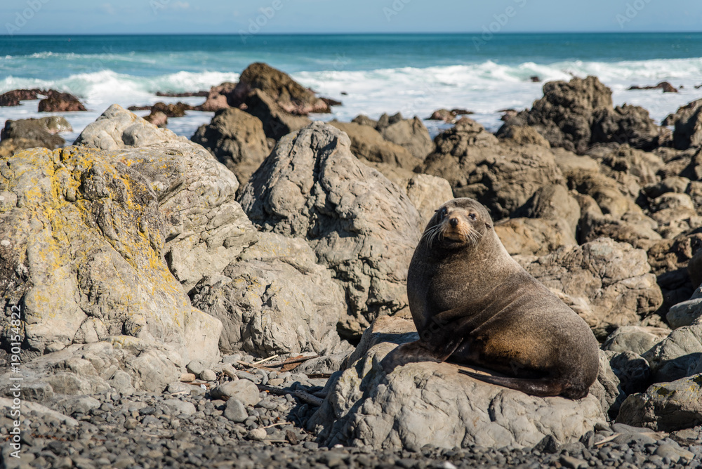 Naklejka premium Seals on rocks by the ocean in Wellington, New Zealand.