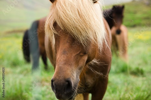 charming icelendic horse on the field photo