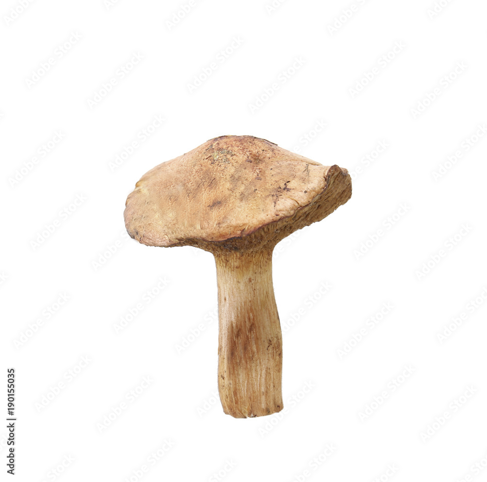 Raw mushroom on white background Raw mushroom on white background