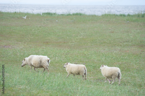Schafe in isländischer grüner Landschaft 