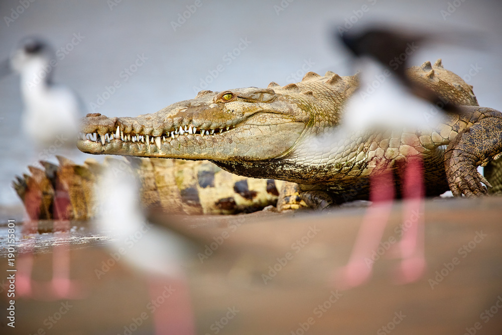 Naklejka premium American crocodile (Crocodylus acutus) Costa Rica, Tarcoles River