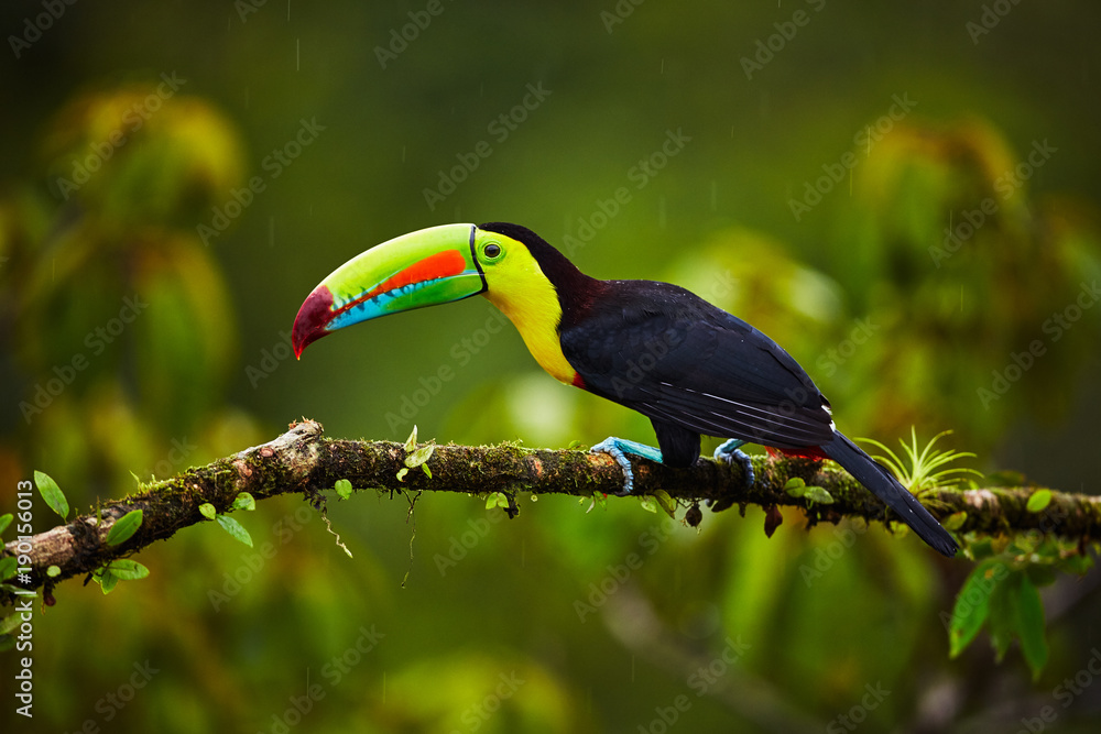 Naklejka premium Portret Keel-billed Toucan (Ramphastus sulfuratus) siedzący na gałęzi w Tropical Reserve. W Kostaryce. Ptak przyrody