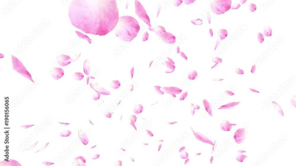 Falling pink rose petals. Valentine slow motion HD animation, close up over white background. Falling pink rose petals. Valentine slow motion HD animation, close up over white background.