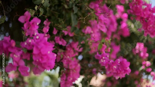 Beautiful winding liana with pink flowers against the blue sky. Bougainvillea or paper flower. Greece photo