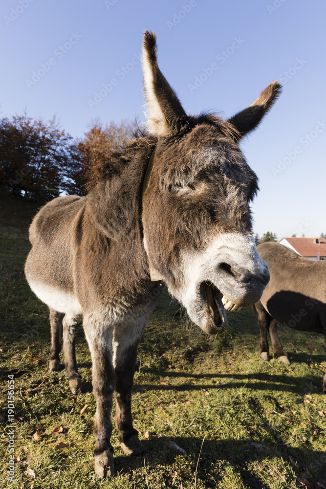 A gray donkey is screaming around in Switzerland A gray donkey is screaming around in Switzerland