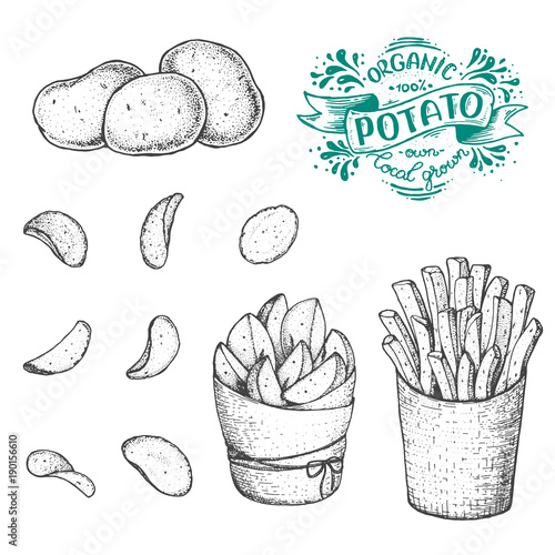 Potato vector illustration. Raw potato, french fries, rustic potatoes and chips hand drawn. Engraved style illustration.