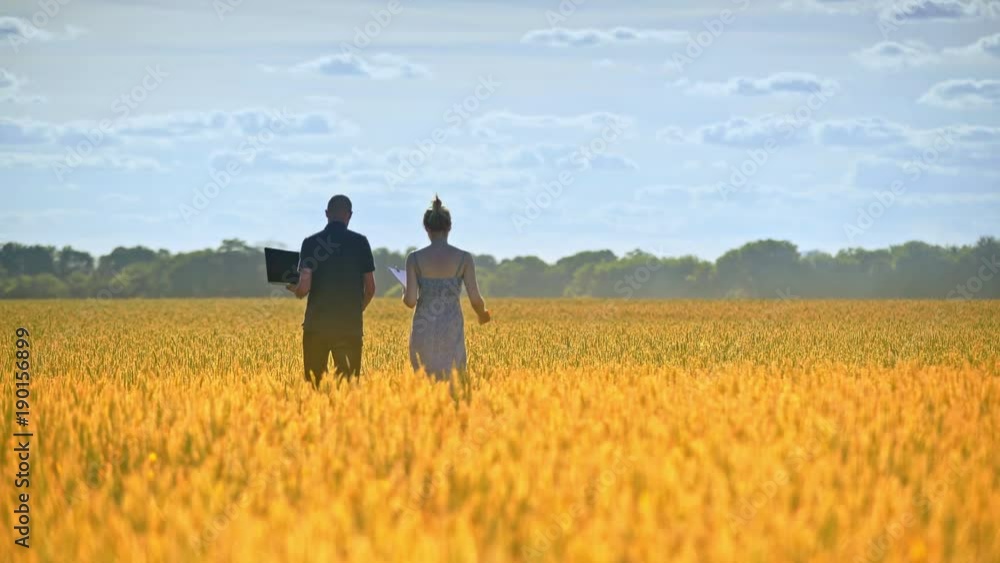 Two researchers going away in wheat field in sunlight. Male and female agronomist walk away in harvest field. Agro scientists working in field at summer