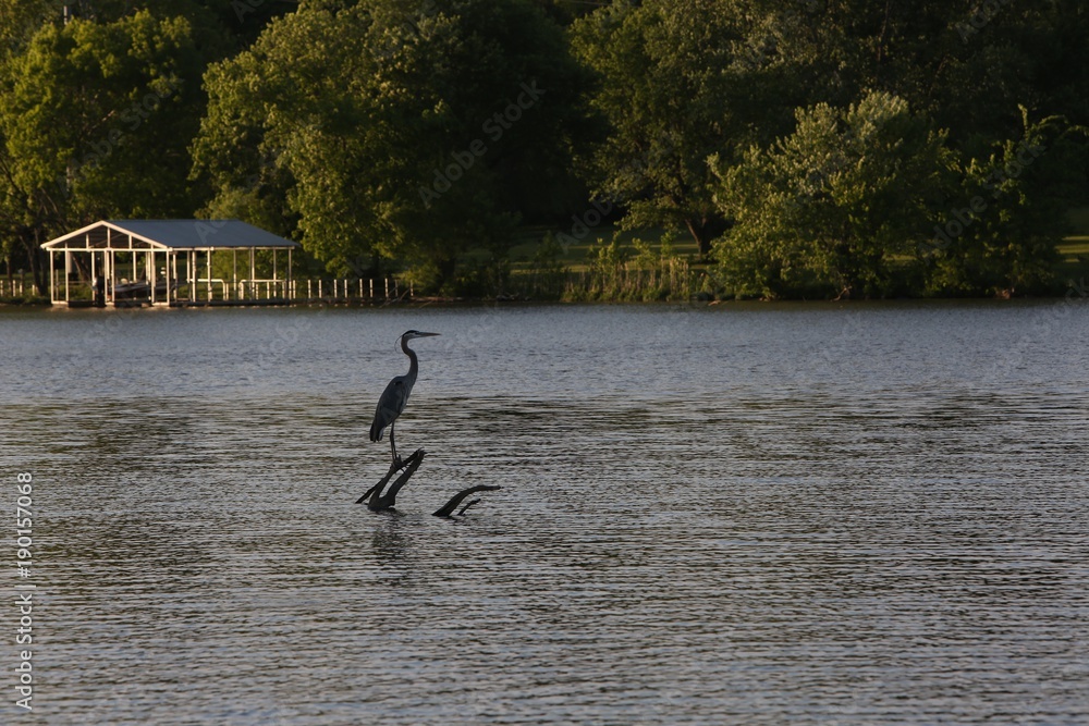 Blue Heron perched on a log on a lake