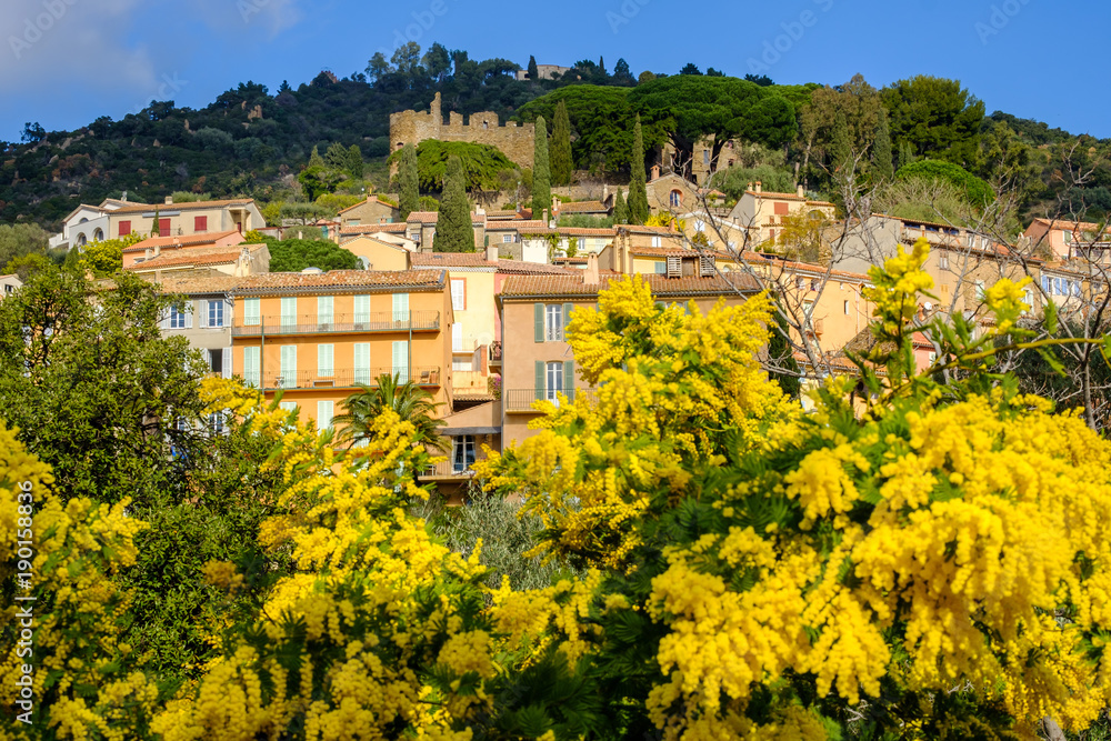 Vue sur le village Bormes les Mimosas et le Château médiéval des Seigneurs de Fos. Provence, France. Arbres de mimosas en fleurs au premier plan.