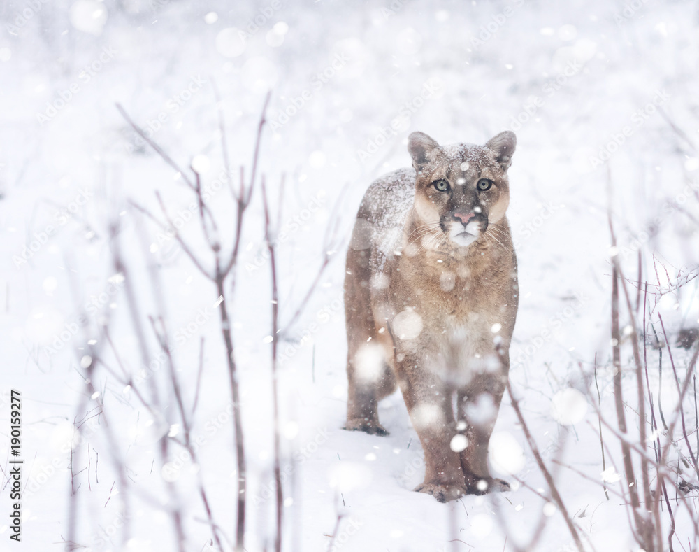 Fototapeta premium Portrait of a cougar, mountain lion, puma, Winter mountains. Winter scene in wildlife America, snow storm, snowfall