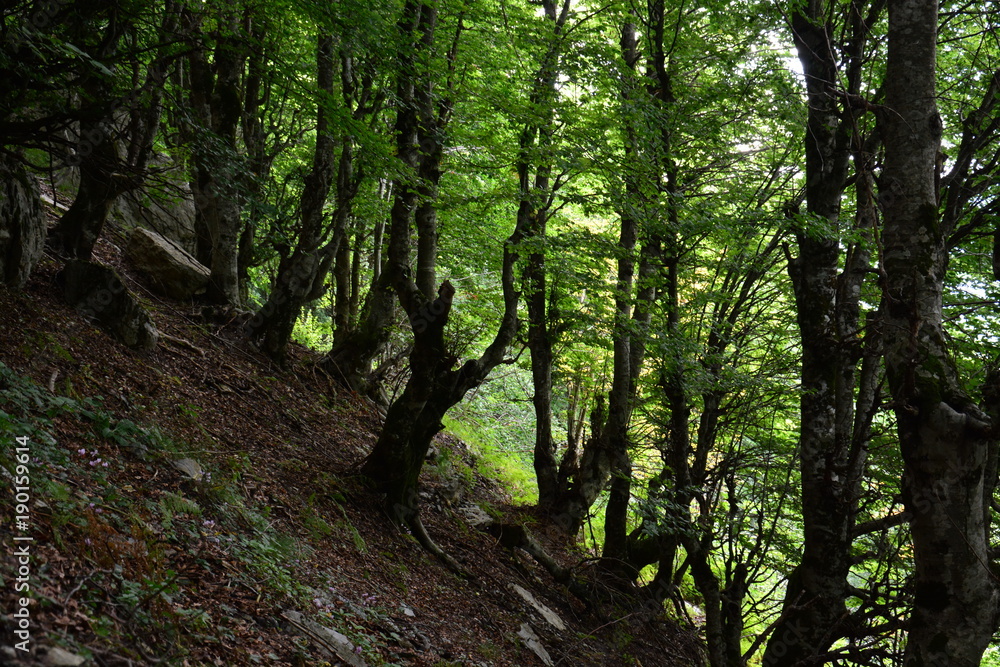 Fototapeta premium Buchenwald wurde früher für Brennholzgewinnung genutzt