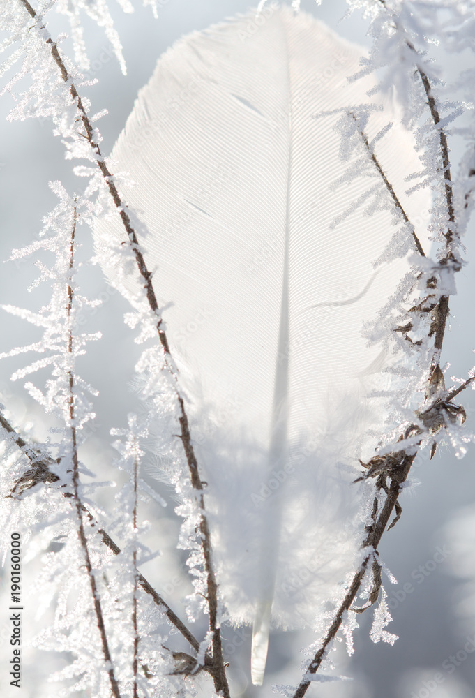 Obraz premium Feather between frozen branches