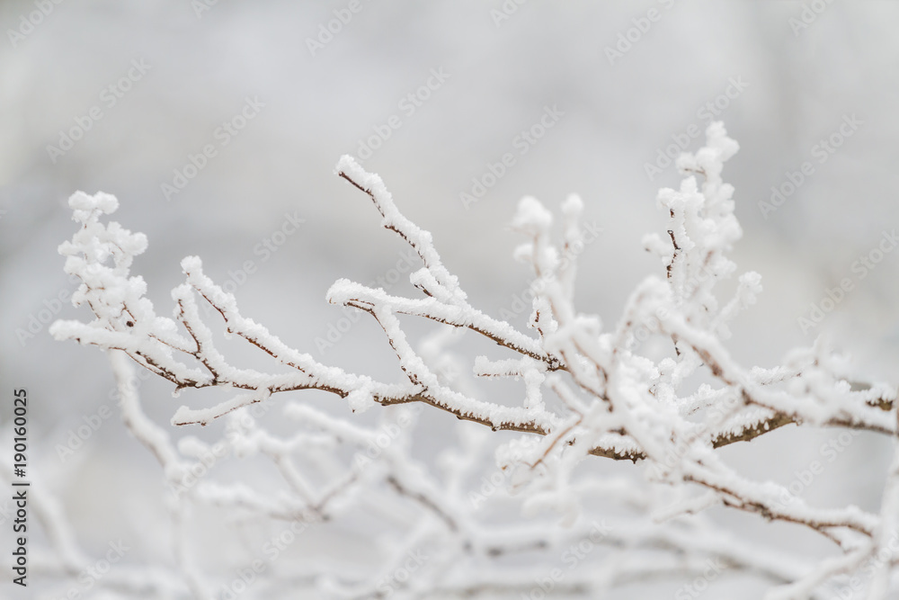Winter tree frozen branches Winter tree frozen branches