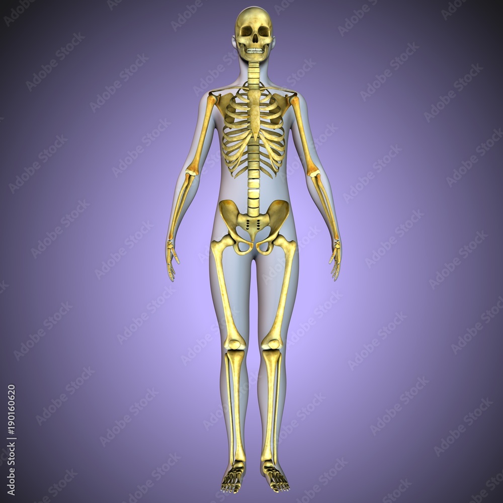 3d illustration of human body skeleton anatomy
3d illustration of human body skeleton anatomy