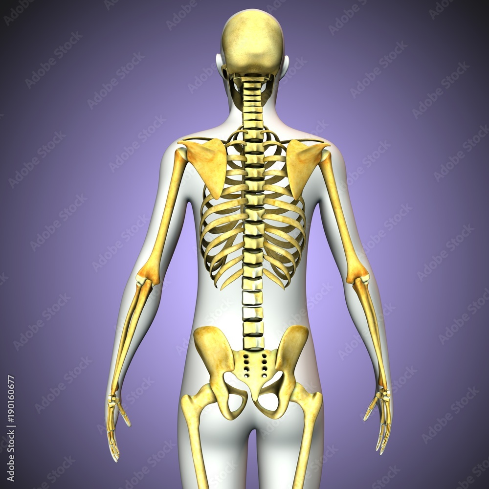 3d rendered anatomy illustration of a human skeleton-back side
