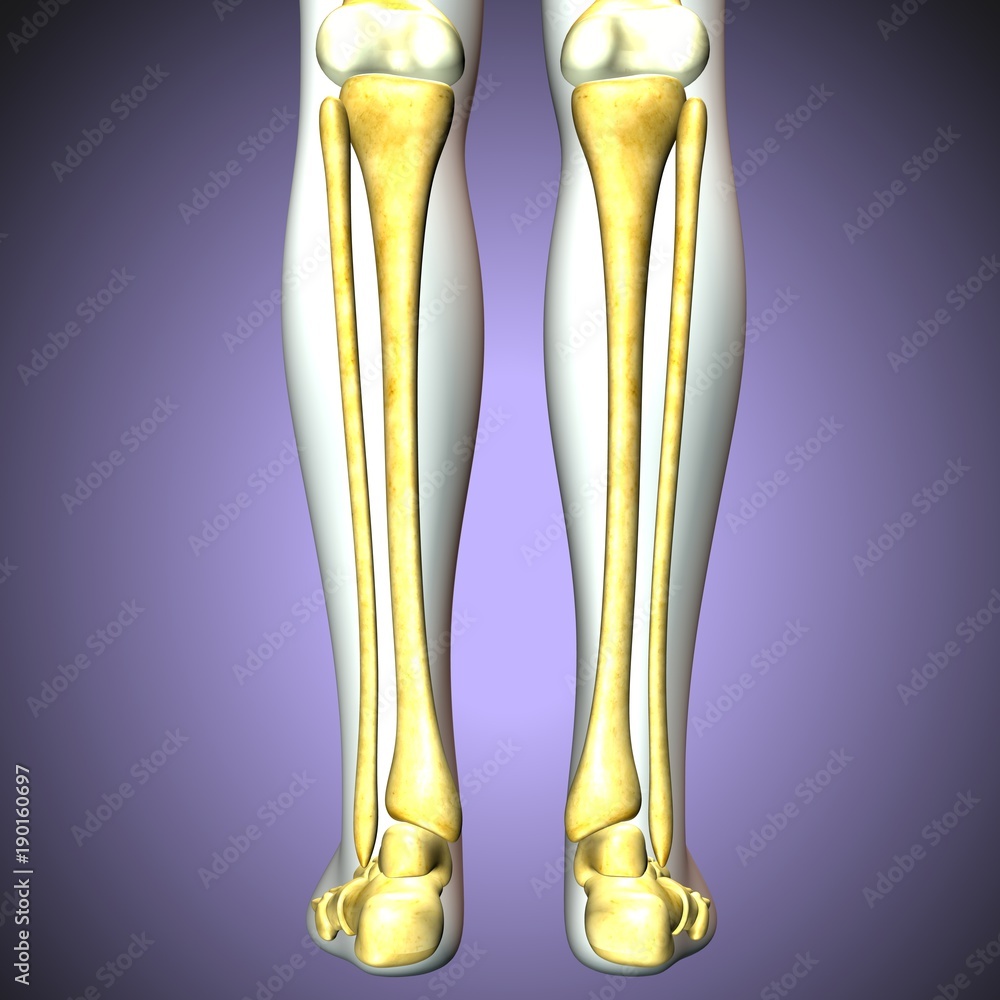 3D illustration of Tibia - Part of Human Skeleton.
3D illustration of Tibia - Part of Human Skeleton.