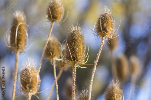 Teasel close up