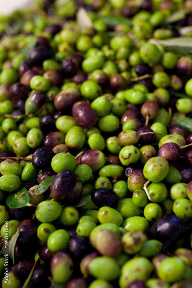 Vertical close up of green and black fresh olives after harvest