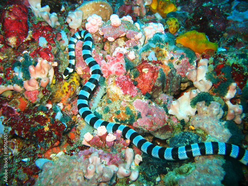 Striped black and white sea snake among corals in the ocean in the Philippines 