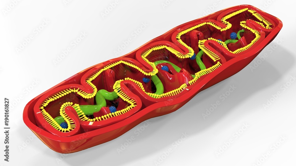 3d render of mitochondria 3d render of mitochondria