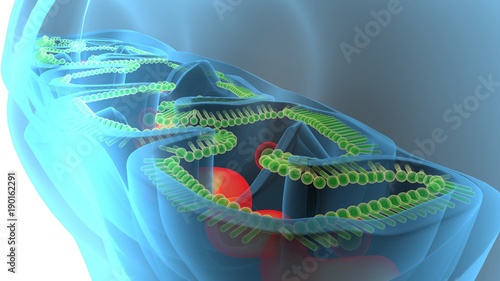 3D illustration of mitichondria the energy providers of a eukaryotic cell photo
