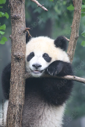 panda cinese
