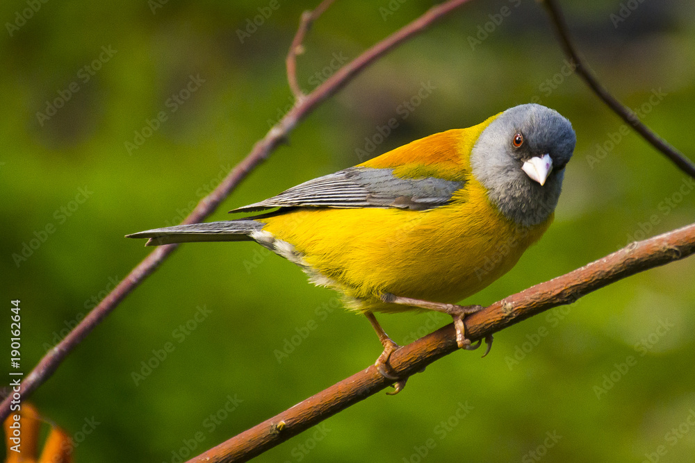 Fototapeta premium Pájaro patagonico 