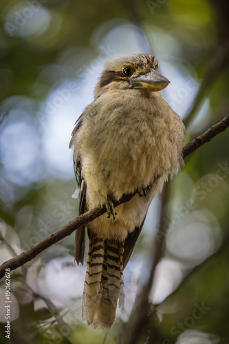 Canvas Print Kookaburra