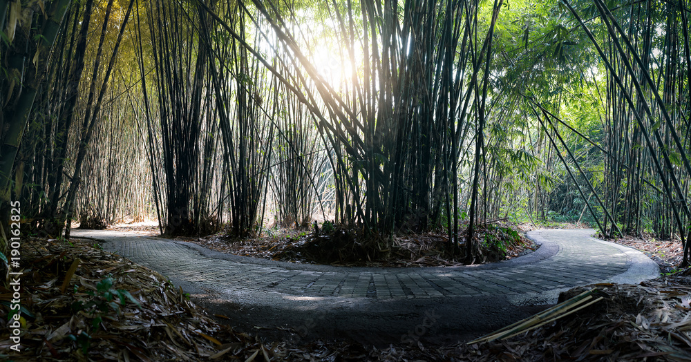 Roundabout path inside lush bamboo forest in the penglipuran village bali during cutting harvest time.