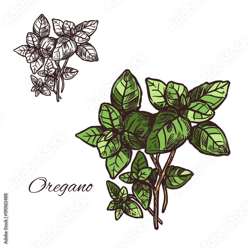 Oregano seasoning vector sketch plant icon