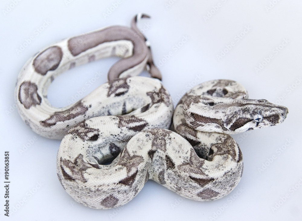 Fototapeta premium Beautiful snake